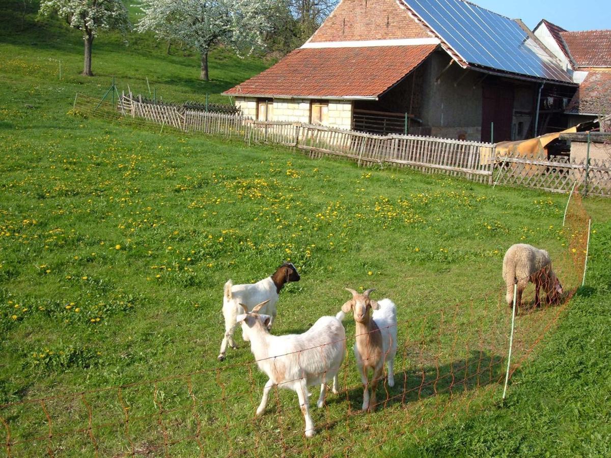 Ferienwohnungen "Allerleigruen" Langenroda Экстерьер фото